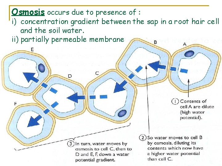 Osmosis occurs due to presence of : i) concentration gradient between the sap in