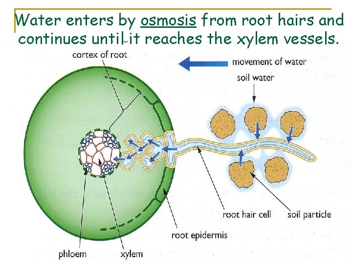 Water enters by osmosis from root hairs and continues until it reaches the xylem