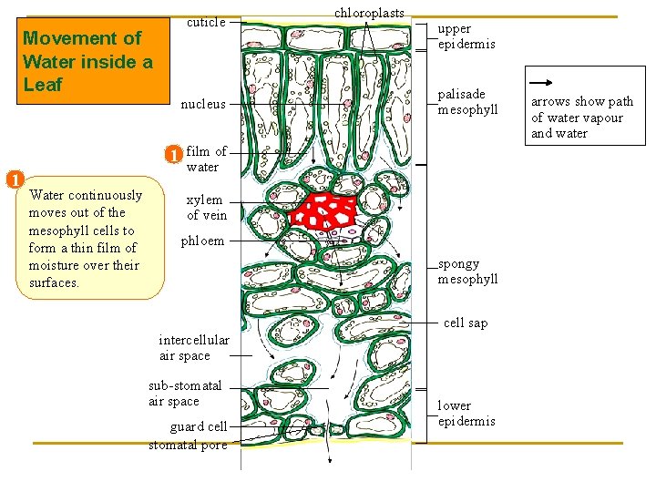 cuticle Movement of Water inside a Leaf nucleus 1 1 Water continuously moves out