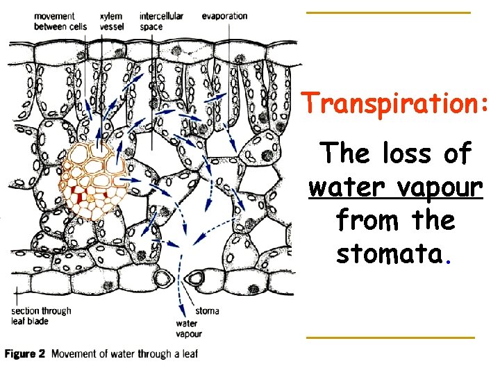 Transpiration: The loss of water vapour from the stomata. 