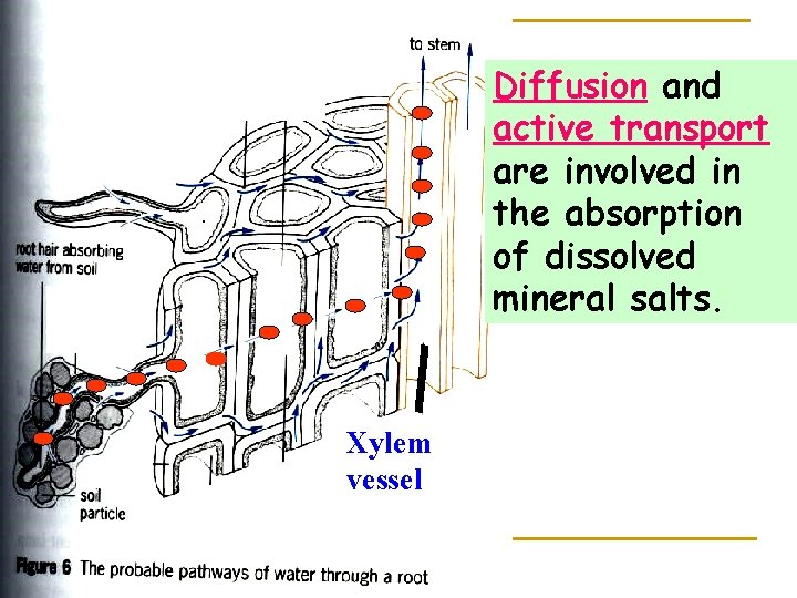 Diffusion and active transport are involved in the absorption of dissolved mineral salts. Xylem