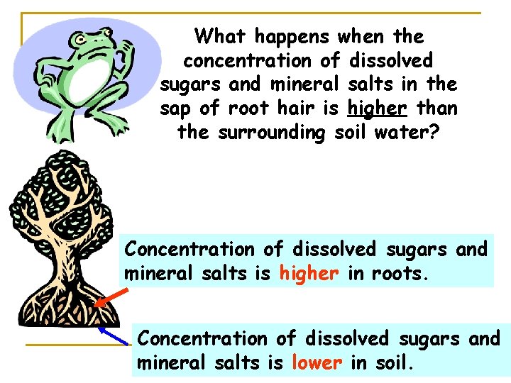 What happens when the concentration of dissolved sugars and mineral salts in the sap