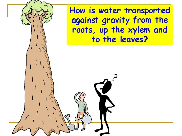 How is water transported against gravity from the roots, up the xylem and to