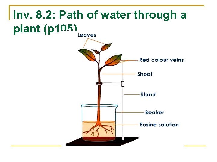 Inv. 8. 2: Path of water through a plant (p 105) 