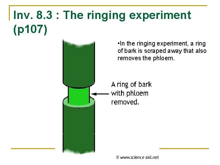 Inv. 8. 3 : The ringing experiment (p 107) • In the ringing experiment,