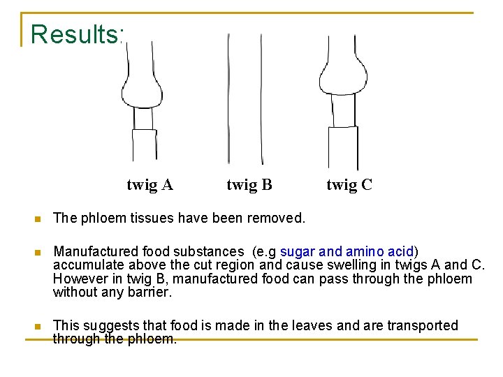 Results: twig A twig B twig C n The phloem tissues have been removed.