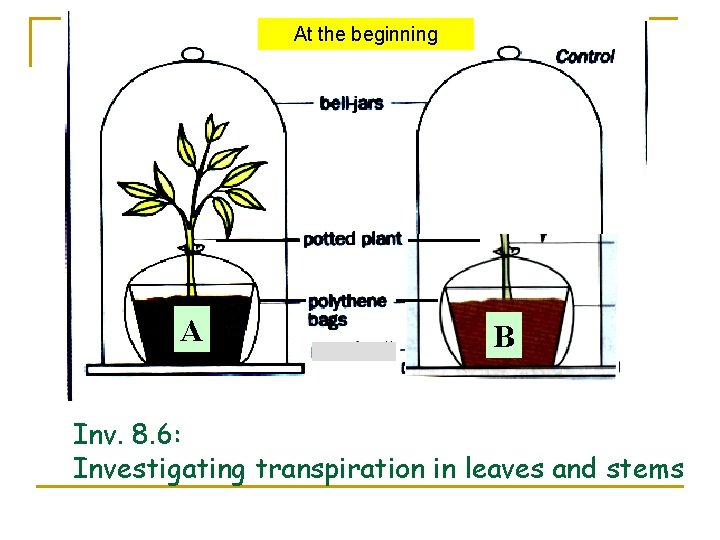 At the beginning A B Inv. 8. 6: Investigating transpiration in leaves and stems