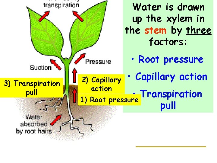 Water is drawn up the xylem in the stem by three factors: • Root