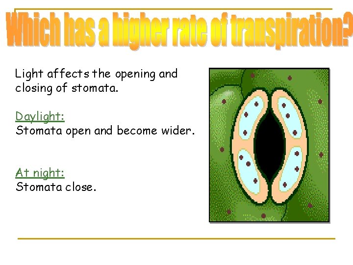 Light affects the opening and closing of stomata. Daylight: Stomata open and become wider.
