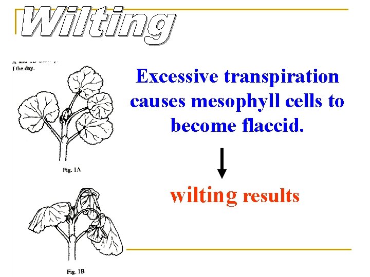 Excessive transpiration causes mesophyll cells to become flaccid. wilting results 
