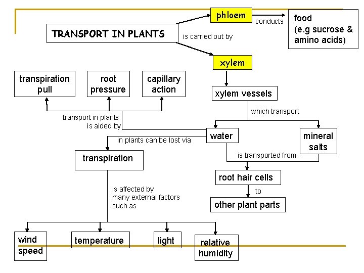 phloem TRANSPORT IN PLANTS conducts is carried out by food (e. g sucrose &