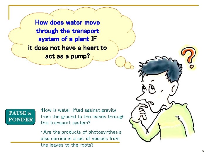 How does water move through the transport system of a plant IF it does