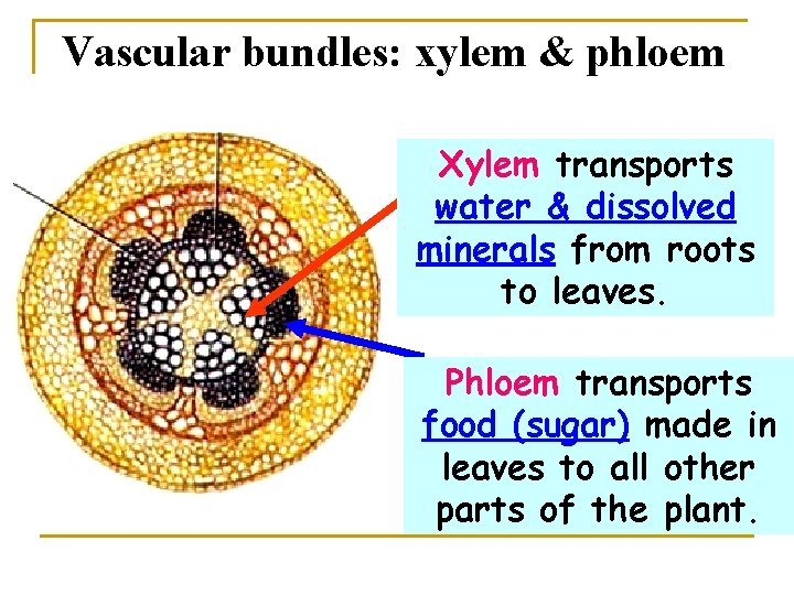 Vascular bundles: xylem & phloem Xylem transports water & dissolved minerals from roots to