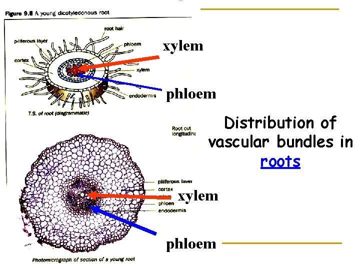 xylem phloem Distribution of vascular bundles in roots xylem phloem 