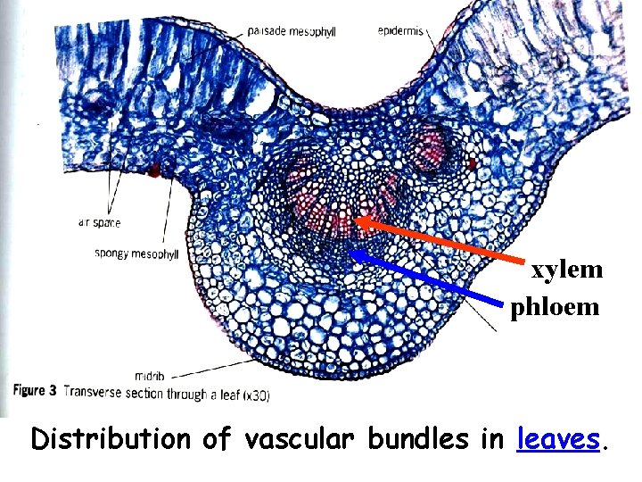 xylem phloem Distribution of vascular bundles in leaves. 