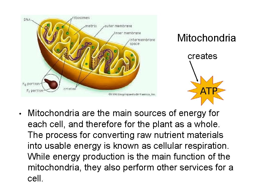 Mitochondria creates • Mitochondria are the main sources of energy for each cell, and