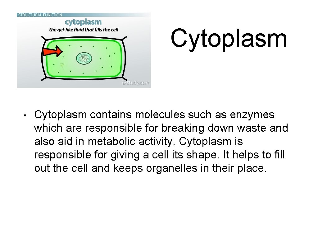Cytoplasm • Cytoplasm contains molecules such as enzymes which are responsible for breaking down