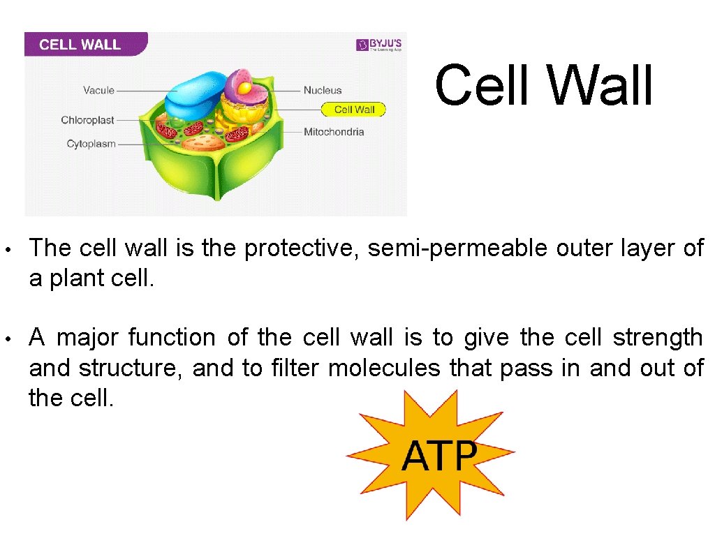 Cell Wall • The cell wall is the protective, semi-permeable outer layer of a