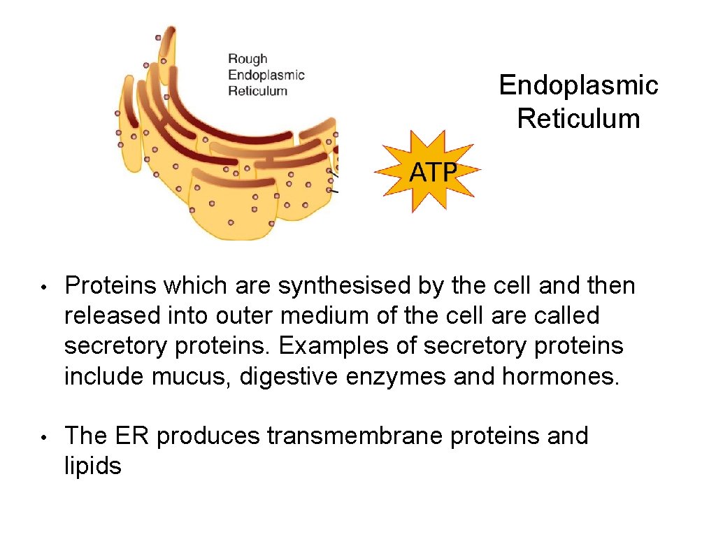 Endoplasmic Reticulum • Proteins which are synthesised by the cell and then released into