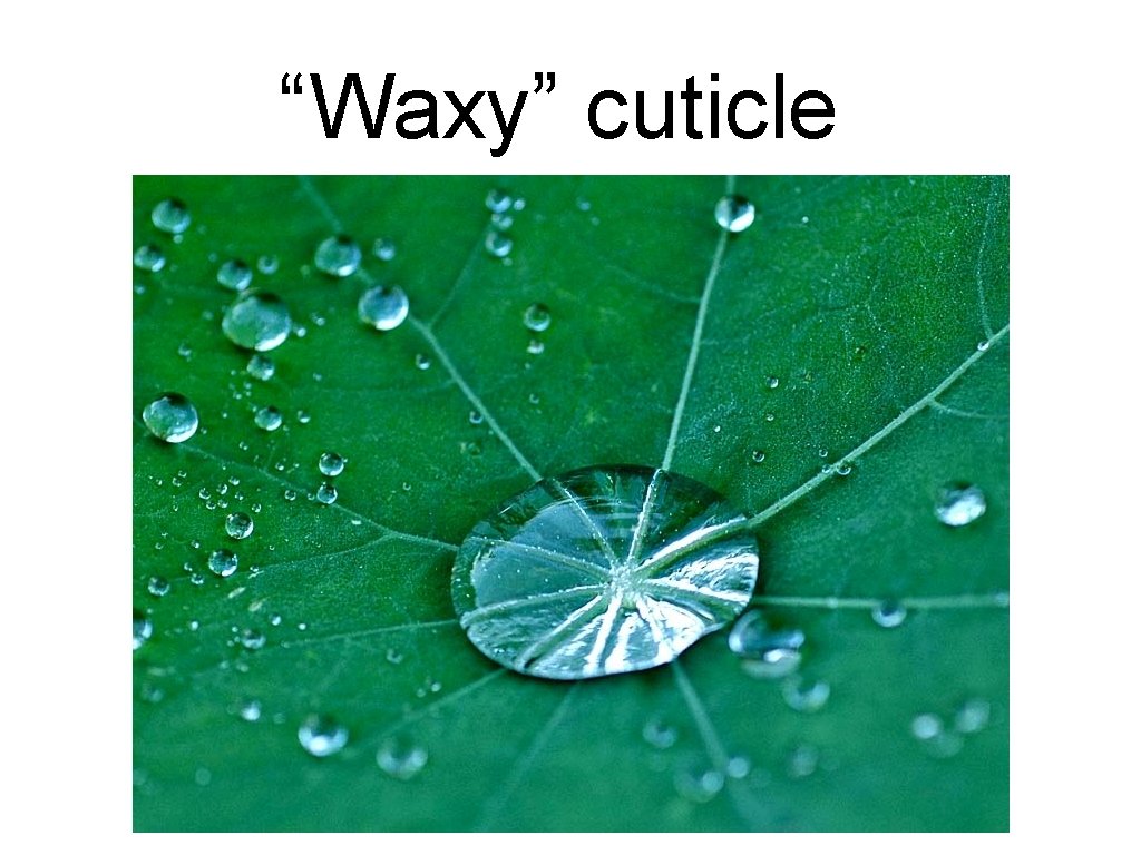 “Waxy” cuticle 