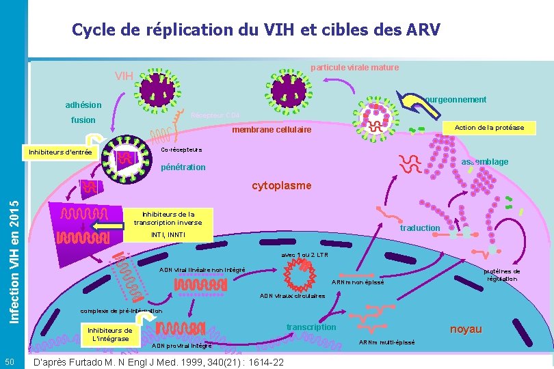 Cycle de réplication du VIH et cibles des ARV particule virale mature VIH bourgeonnement