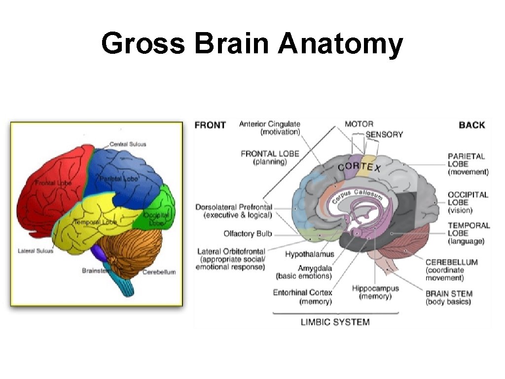 Gross Brain Anatomy 