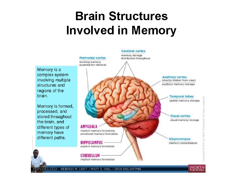 Brain Structures Involved in Memory 