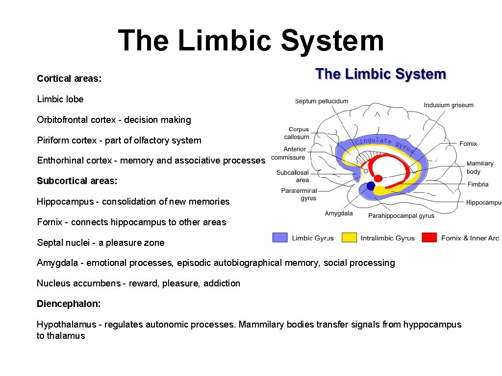 The Limbic System Cortical areas: Limbic lobe Orbitofrontal cortex - decision making Piriform cortex