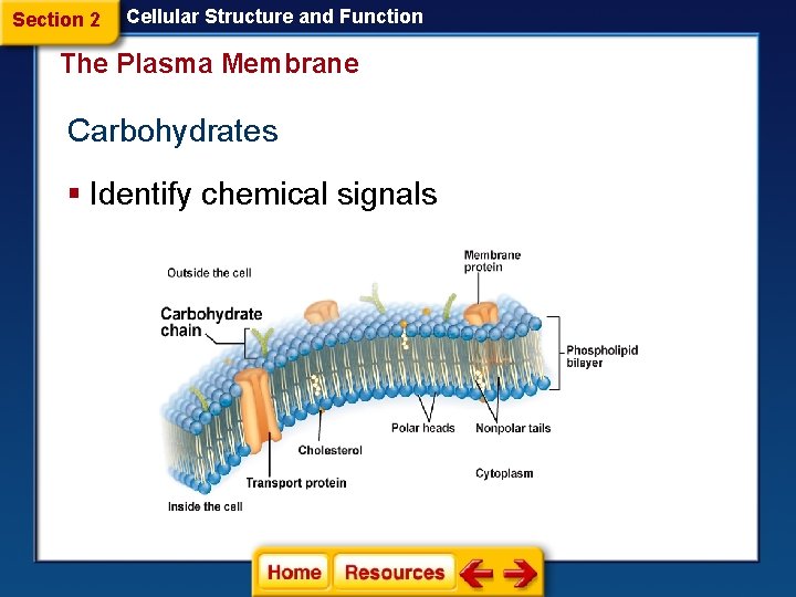 Section 1 Cellular Structure and Function The Plasma