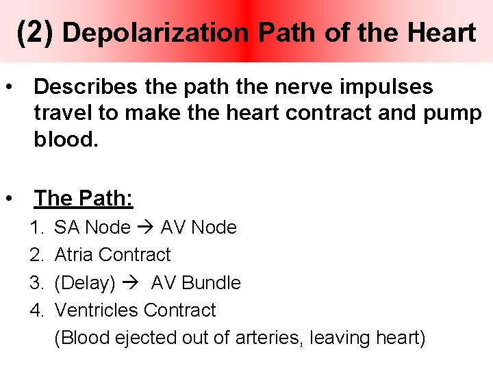 (2) Depolarization Path of the Heart • Describes the path the nerve impulses travel