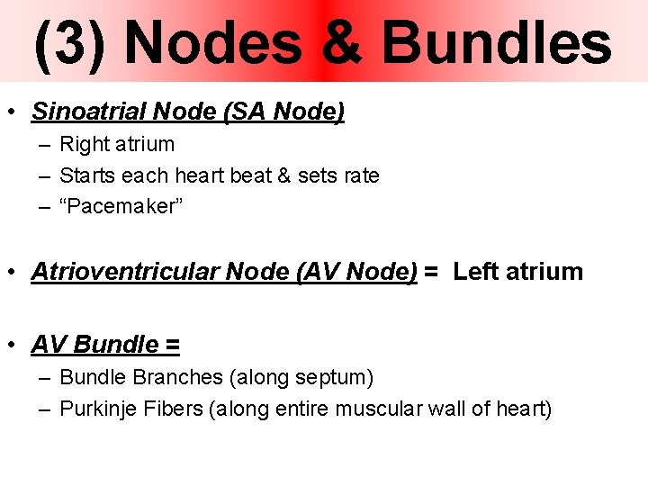 (3) Nodes & Bundles • Sinoatrial Node (SA Node) – Right atrium – Starts