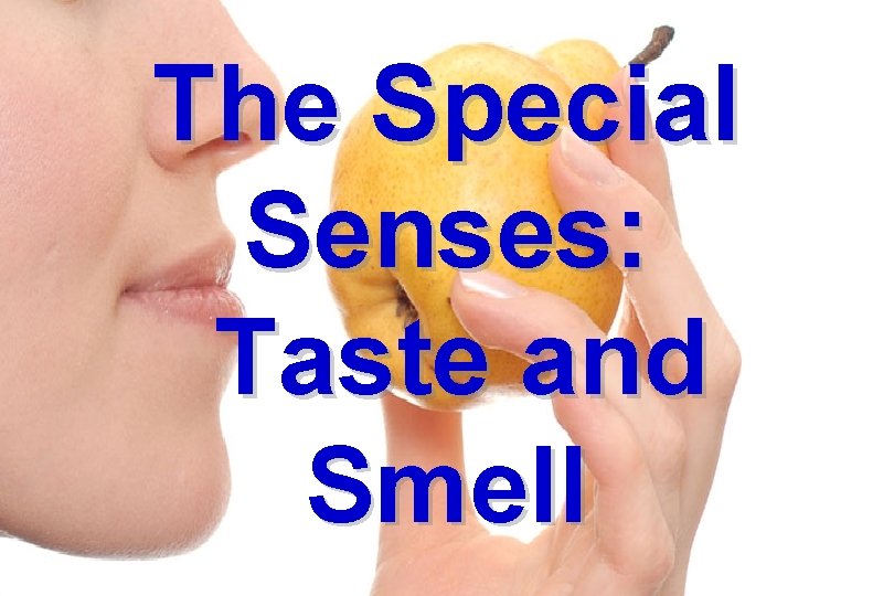 The Special Senses: Taste and Smell 
