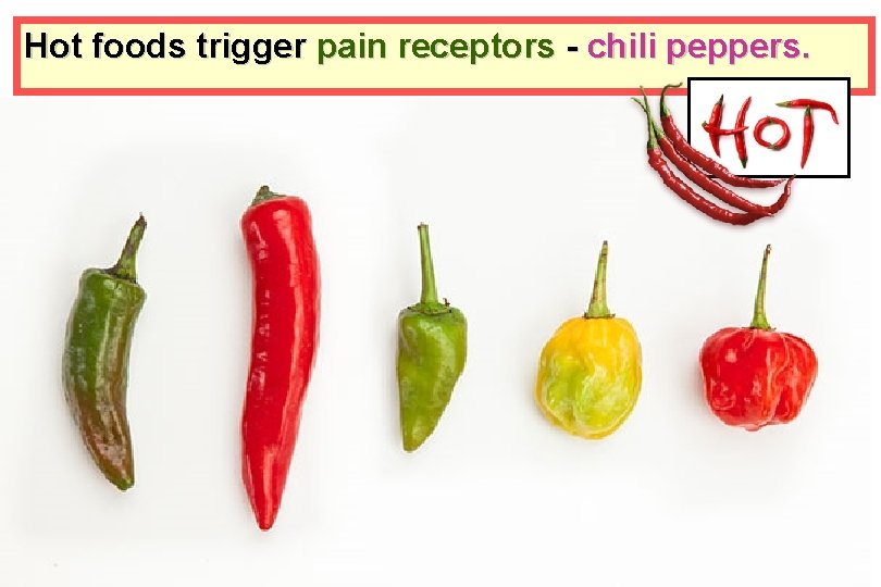 Hot foods trigger pain receptors - chili peppers. 