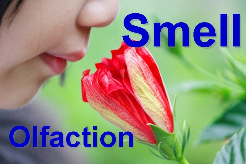 Smell Olfaction 