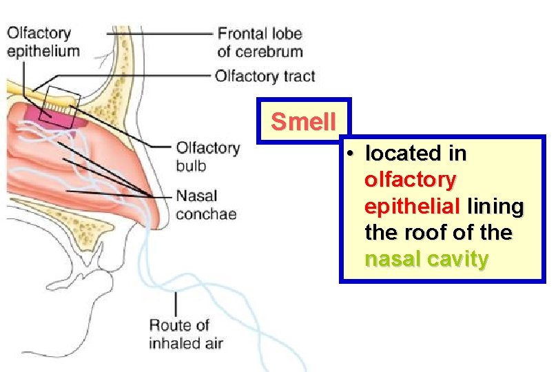 Smell • located in olfactory epithelial lining the roof of the nasal cavity 