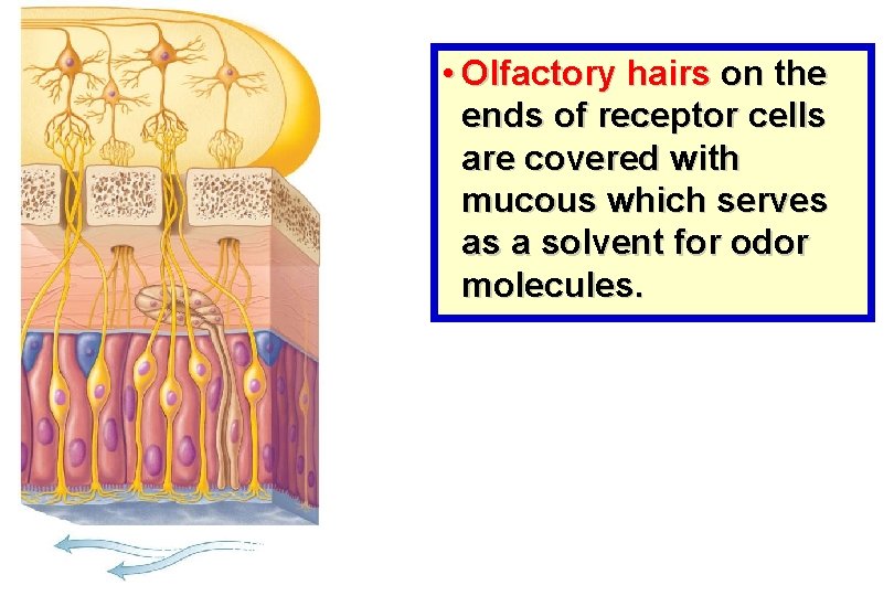  • Olfactory hairs on the ends of receptor cells are covered with mucous