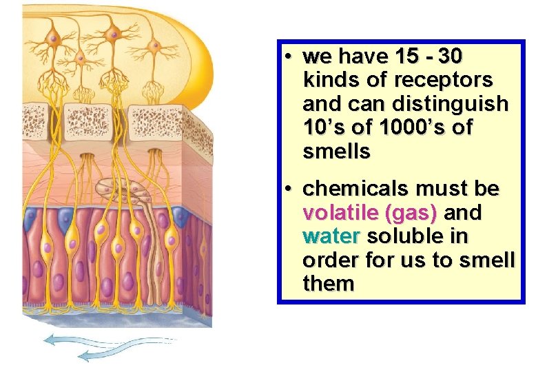  • we have 15 - 30 kinds of receptors and can distinguish 10’s