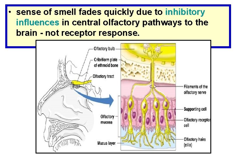  • sense of smell fades quickly due to inhibitory influences in central olfactory