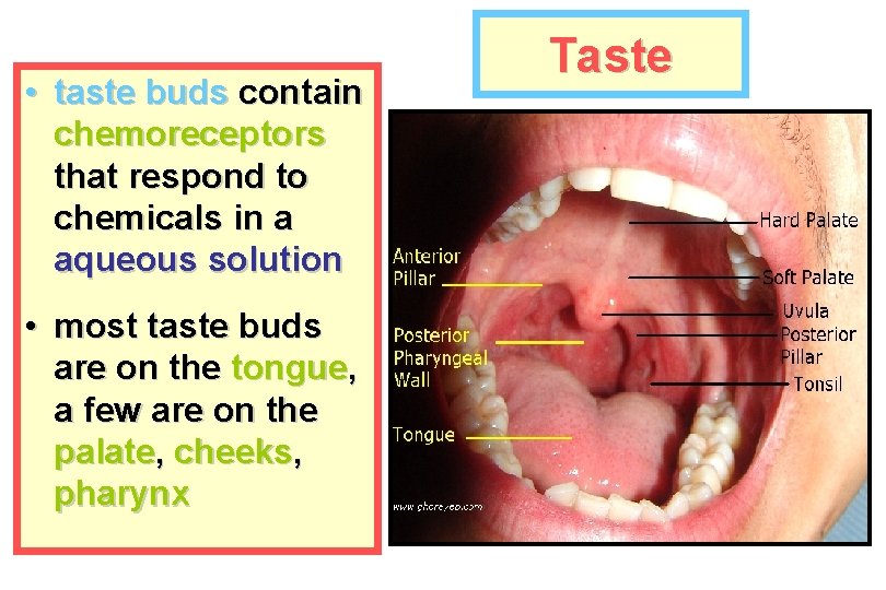  • taste buds contain chemoreceptors that respond to chemicals in a aqueous solution