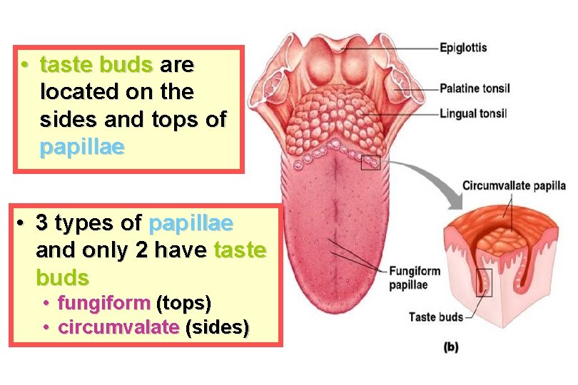  • taste buds are located on the sides and tops of papillae •