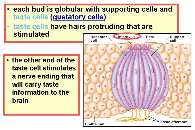  • each bud is globular with supporting cells and taste cells (gustatory cells)