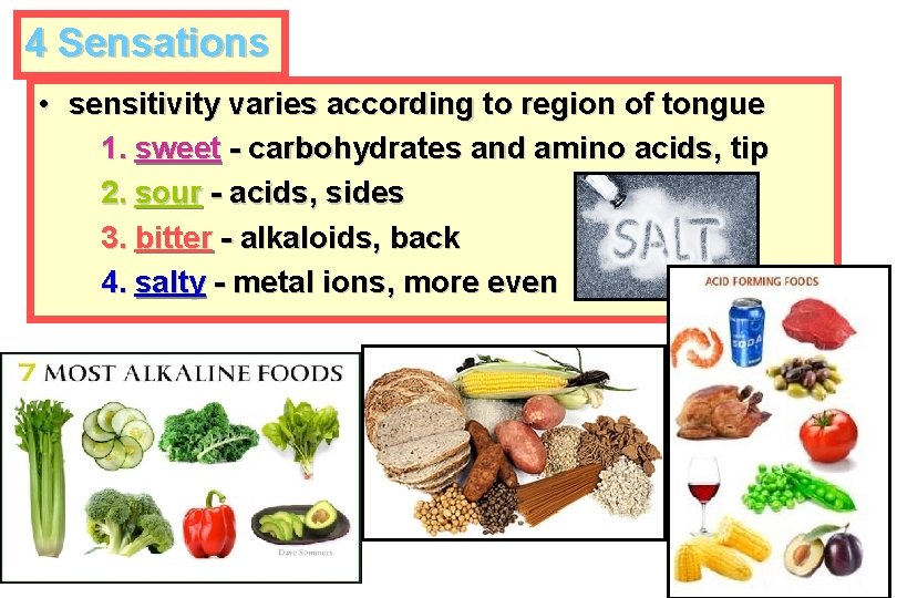 4 Sensations • sensitivity varies according to region of tongue 1. sweet - carbohydrates