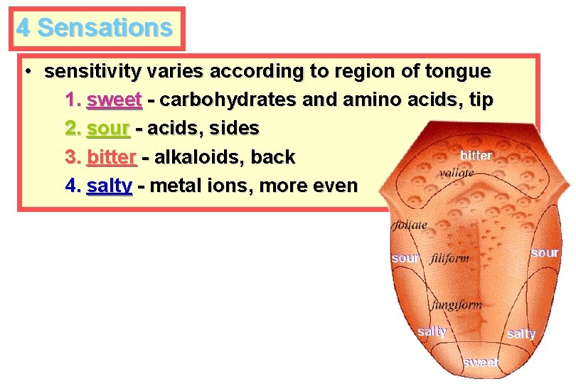 4 Sensations • sensitivity varies according to region of tongue 1. sweet - carbohydrates