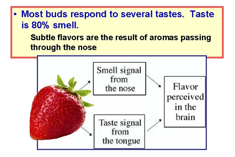  • Most buds respond to several tastes. Taste is 80% smell. Subtle flavors