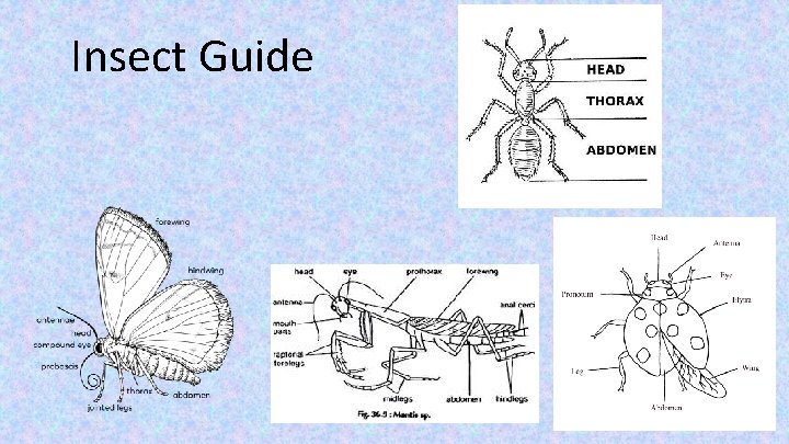 Insect Guide 
