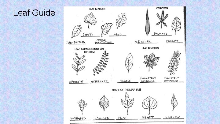 Leaf Guide 