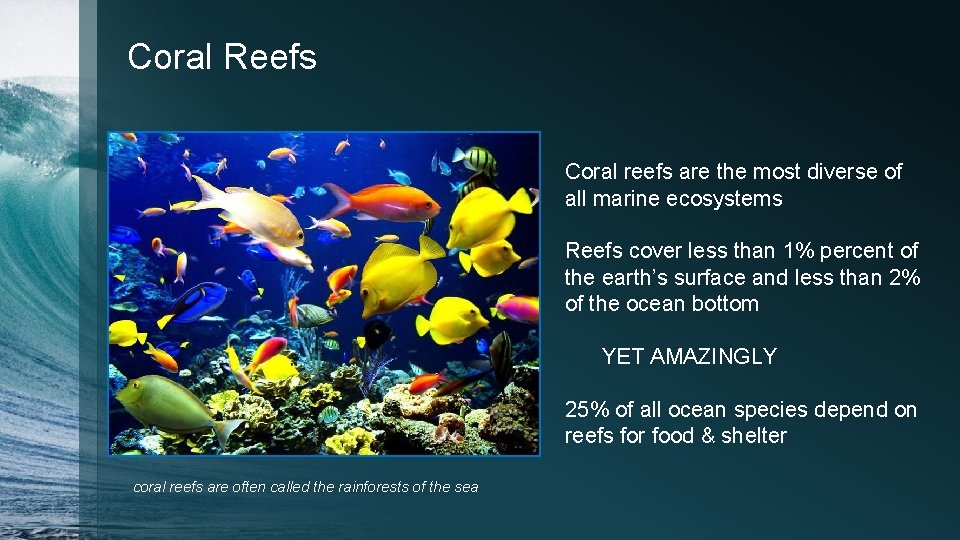 Coral Reefs Coral reefs are the most diverse of all marine ecosystems Reefs cover Coral Reefs Coral reefs are the most diverse of all marine ecosystems Reefs cover