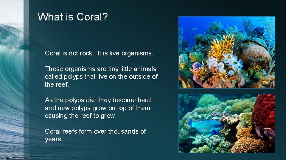 What is Coral? Coral is not rock. It is live organisms. These organisms are What is Coral? Coral is not rock. It is live organisms. These organisms are