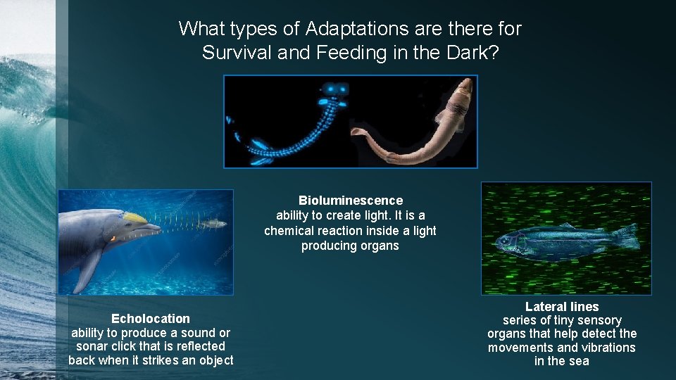 What types of Adaptations are there for Survival and Feeding in the Dark? Bioluminescence What types of Adaptations are there for Survival and Feeding in the Dark? Bioluminescence