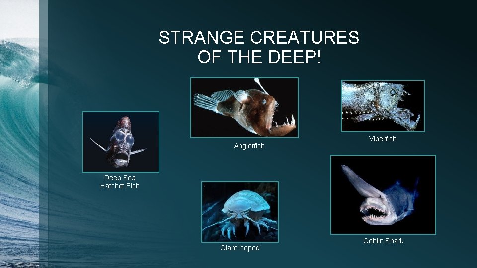 STRANGE CREATURES OF THE DEEP! Anglerfish Viperfish Deep Sea Hatchet Fish Giant Isopod Goblin STRANGE CREATURES OF THE DEEP! Anglerfish Viperfish Deep Sea Hatchet Fish Giant Isopod Goblin